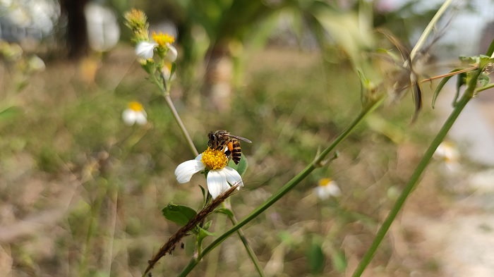 Ảnh chụp từ camera macro