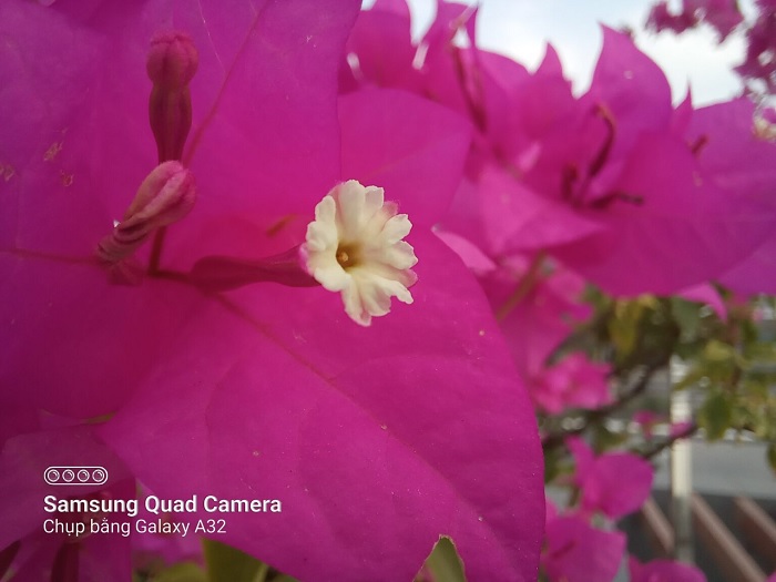 Camera macro cho hình ảnh sắc nét