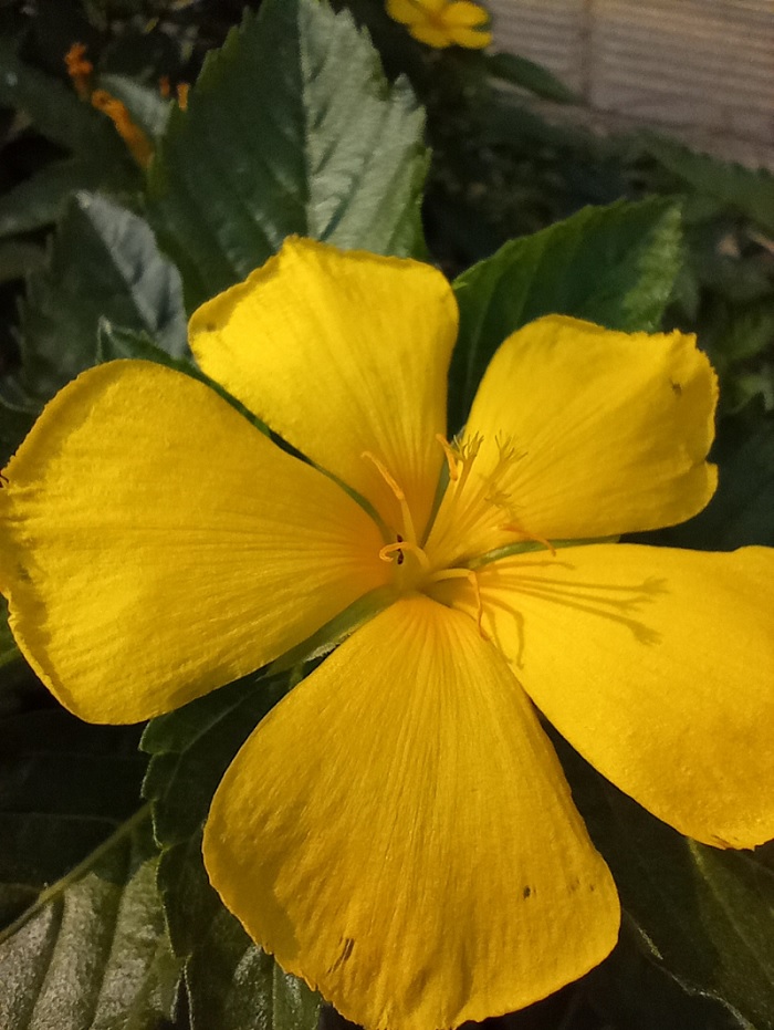 Ảnh chụp từ camera macro