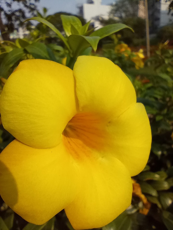 Ảnh khác chụp từ camera macro