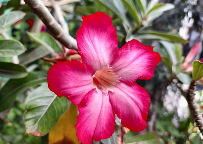 Hình ảnh chụp bằng camera chính