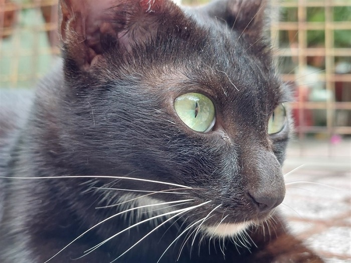 Từng sợi lông của chú mèo hiển thị rõ nét