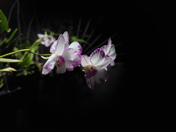 Đánh giá camera Samsung Galaxy A52s 5G