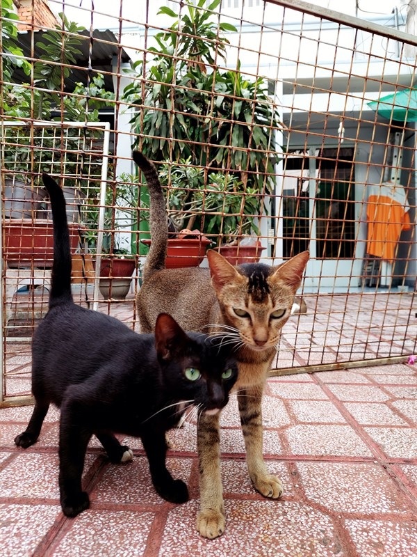 Ảnh chụp từ camera chính của Galaxy A52s