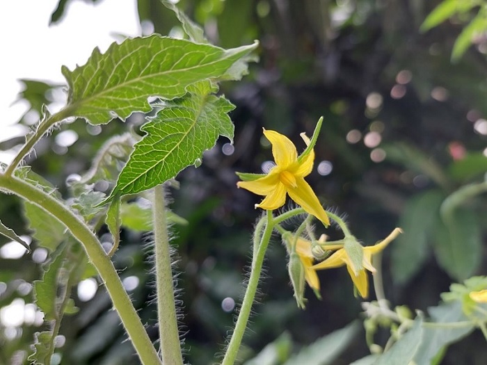 Ảnh chụp xóa phông trong điều kiện đủ sáng