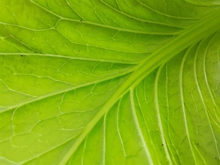 Màu sắc được tái tạo rất tốt