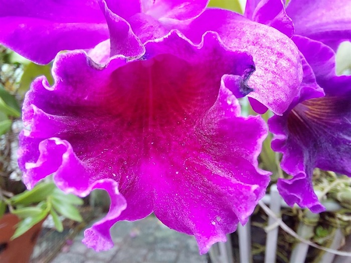 Đường vân trên hoa khá rõ nét