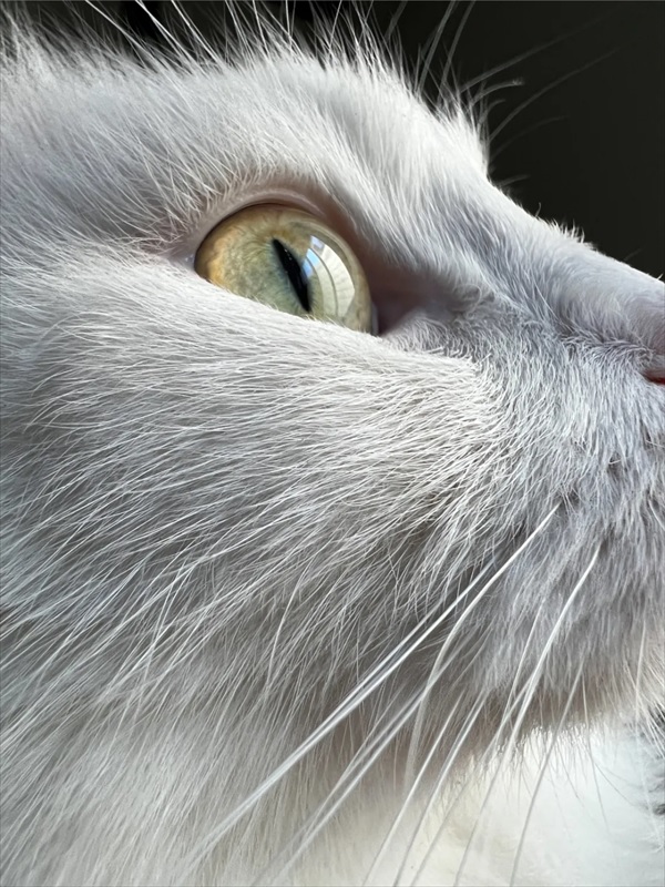 Ảnh chụp cận cảnh từ iPhone 13 Pro Max