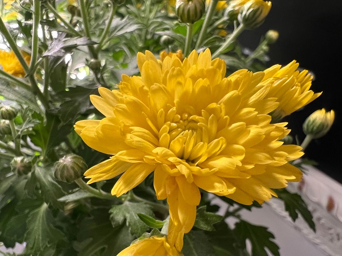 Ảnh chụp từ chế độ macro trên iPhone 13 Pro Max. Nhưng,…