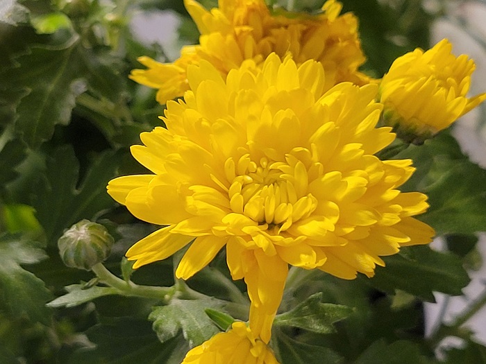 …chưa hấp dẫn bằng Galaxy S21 Plus