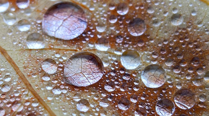 Ảnh chụp macro từ OPPO A55