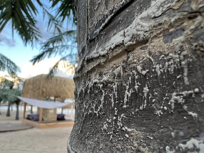 Ảnh chụp macro từ iPhone 13 Pro Max