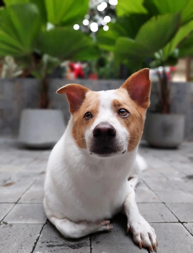 Ảnh chụp xóa phông cực chất từ Galaxy A52s 5G