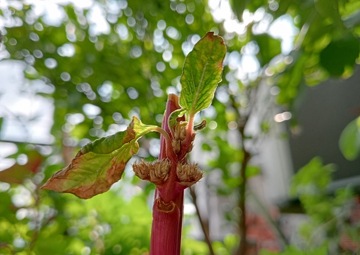 Ảnh chụp ngọn rau đã bị cắt