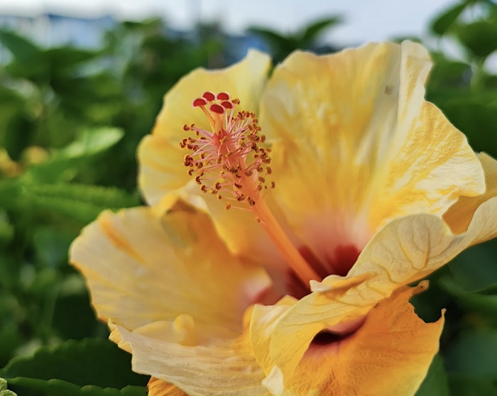 trên tay Xiaomi 11T 5G