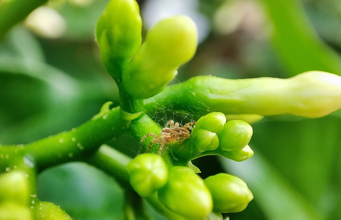 trên tay Xiaomi 11T Pro 5G