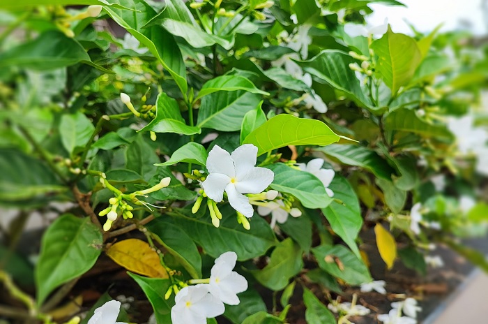 trên tay Xiaomi 11T Pro 5G