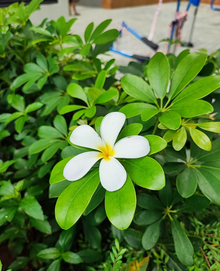 trên tay Xiaomi 11T Pro 5G