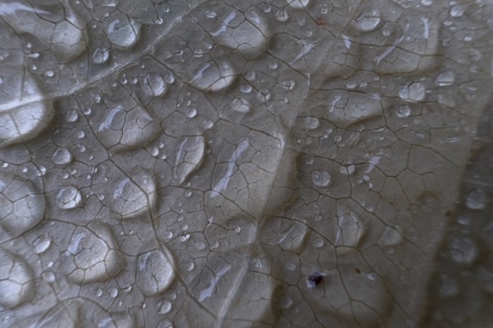 Ảnh chụp từ camera tele trên 13 Pro Max