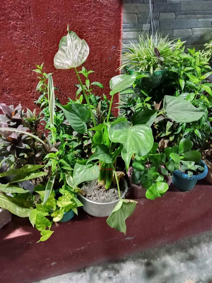 Ảnh chụp chế độ đêm trên Nokia G10