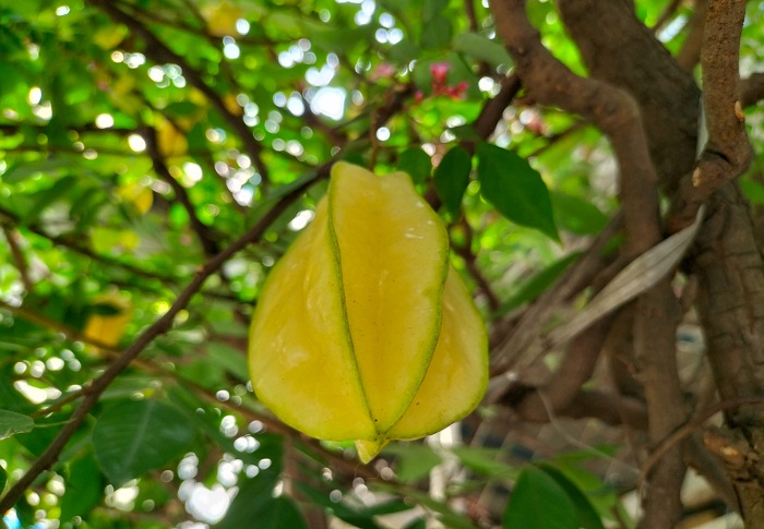 Một điểm cộng lớn của A95 so với các đối thủ chính là được trang bị bokeh cho hình ảnh nghệ thuật hơn