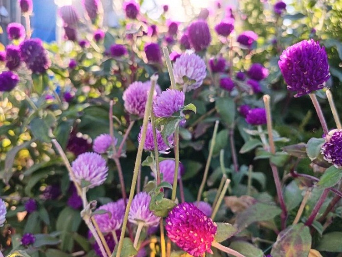 Chất lượng hình ảnh được chụp trên cảm biến 50MP khá đẹp