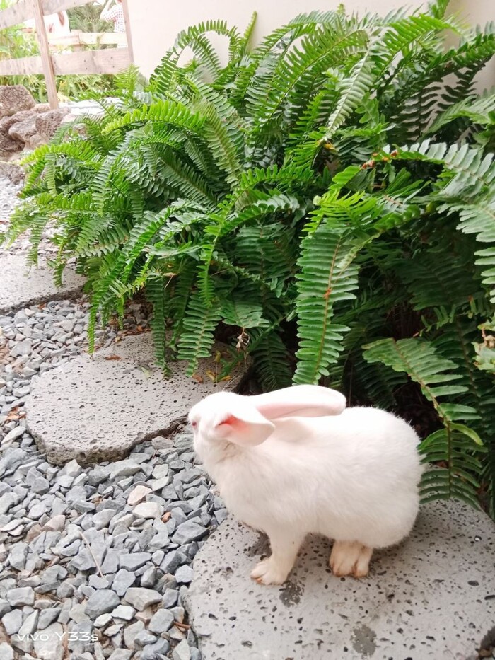 Chụp với camera chính 50MP