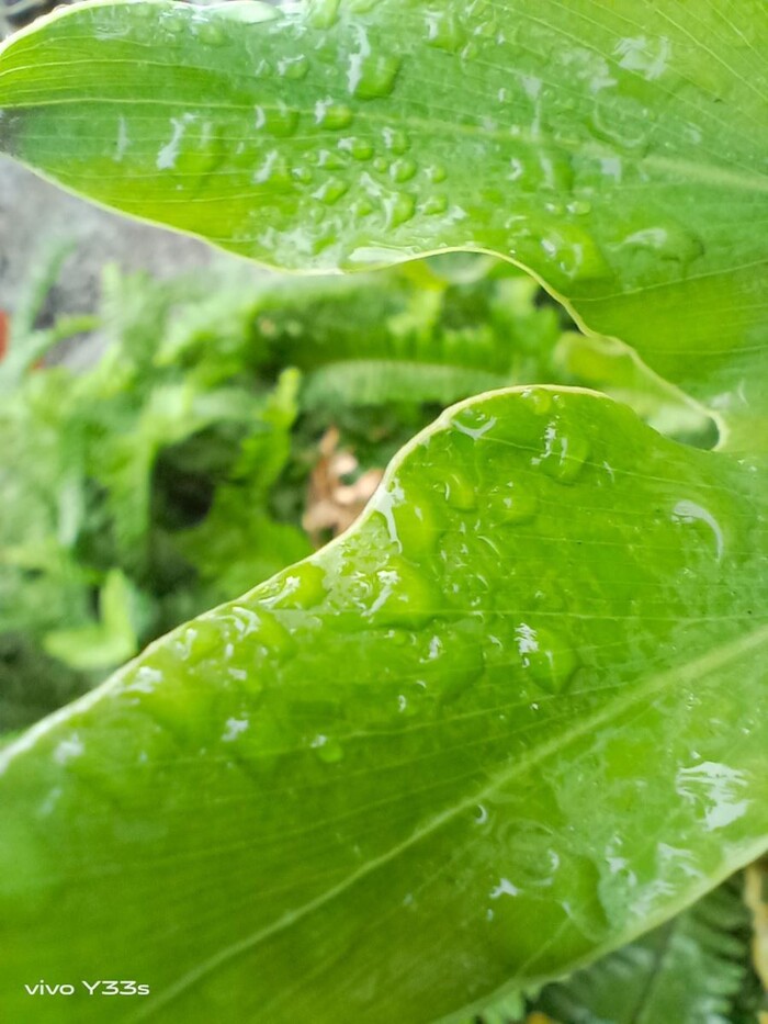 Ảnh chụp với camera marco