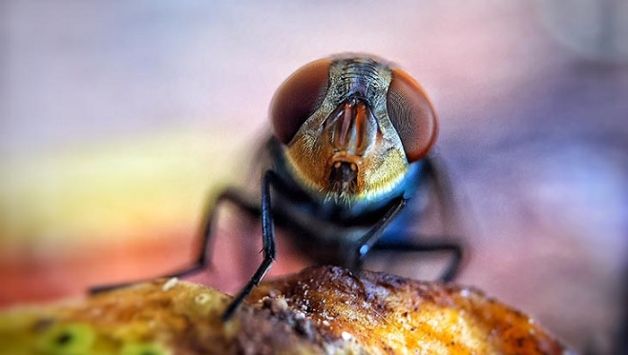 Camera macro dùng để chụp các vật thể trong khoảng cách gần