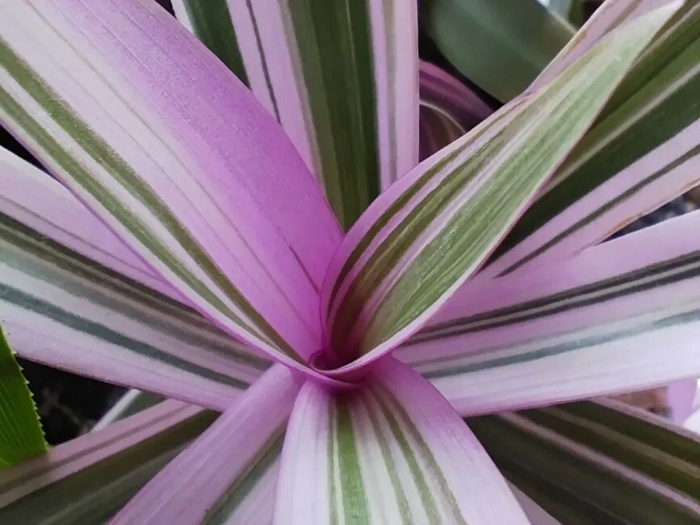 Hình ảnh chụp từ camera macro