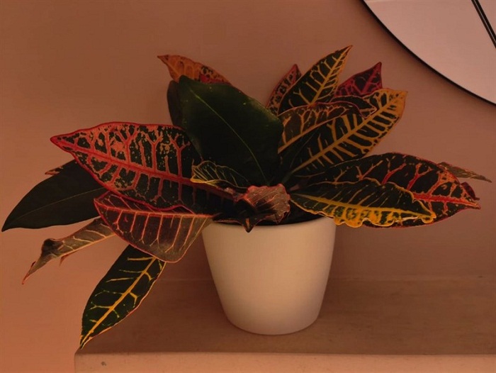 Hình ảnh chụp trong điều kiện thiếu sáng