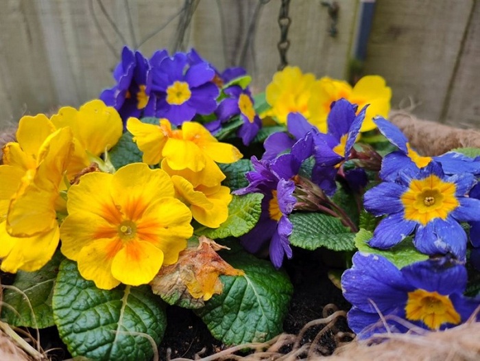 Hình ảnh chụp ở chế độ tự động