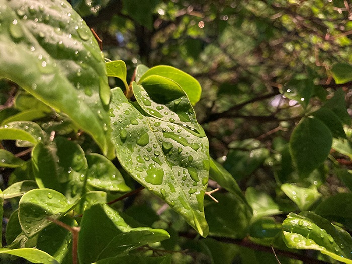 Ảnh chụp từ camera iPhone SE 2020 trong điều kiện ánh sáng phức tạp