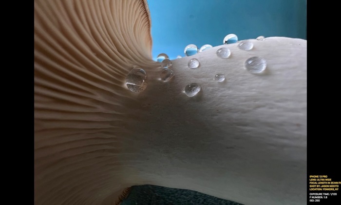 Chụp ảnh cận cảnh trên iPhone 13 series