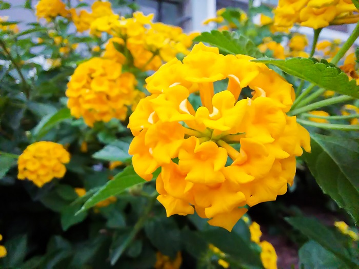 (Hình chụp bằng Galaxy A23)