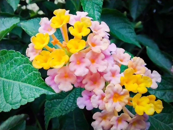 (Hình chụp bằng Camera macro Galaxy A23)