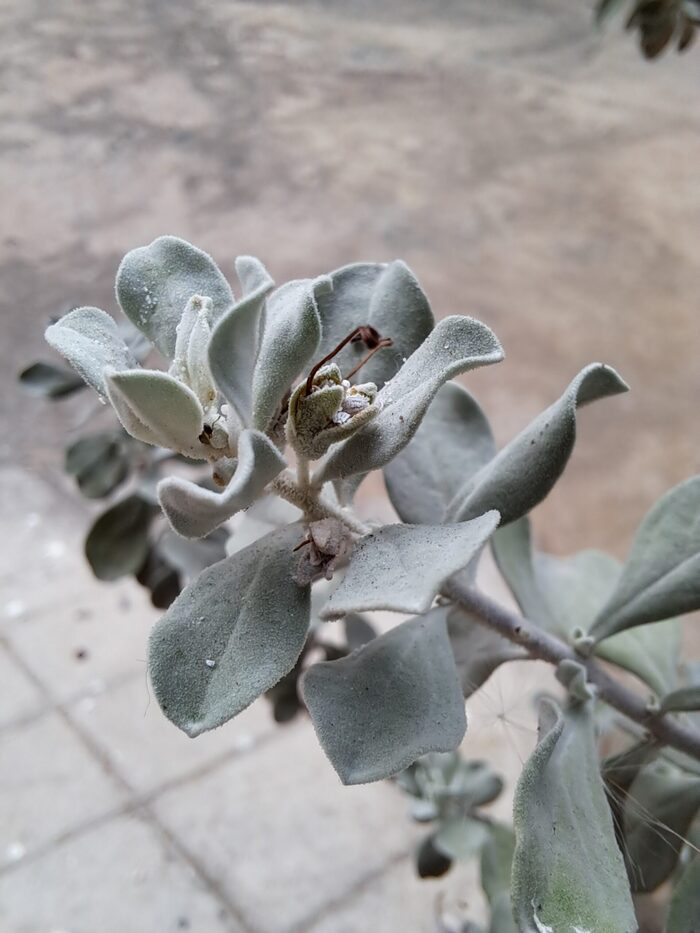 Ảnh chụp xóa phông