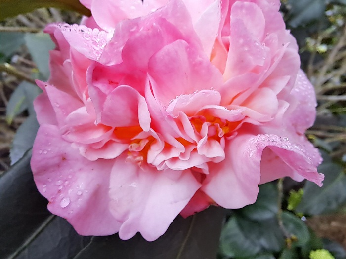 Hình ảnh chụp từ camera macro trên Galaxy A53 5G