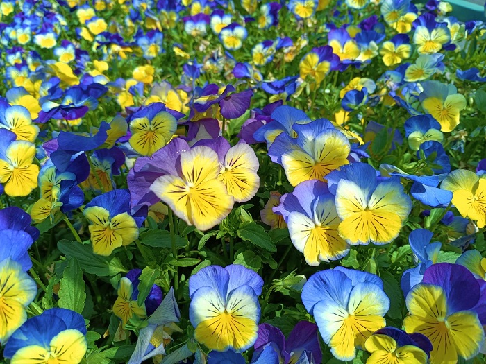 Chất lượng ảnh sắc nét, màu sắc rực rỡ chân thực