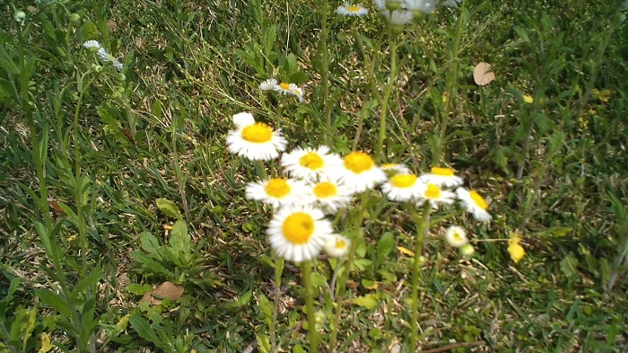 Hình ảnh chụp những bông hoa dưới trời nắng từ camera Nokia 2760 Flip 4G 