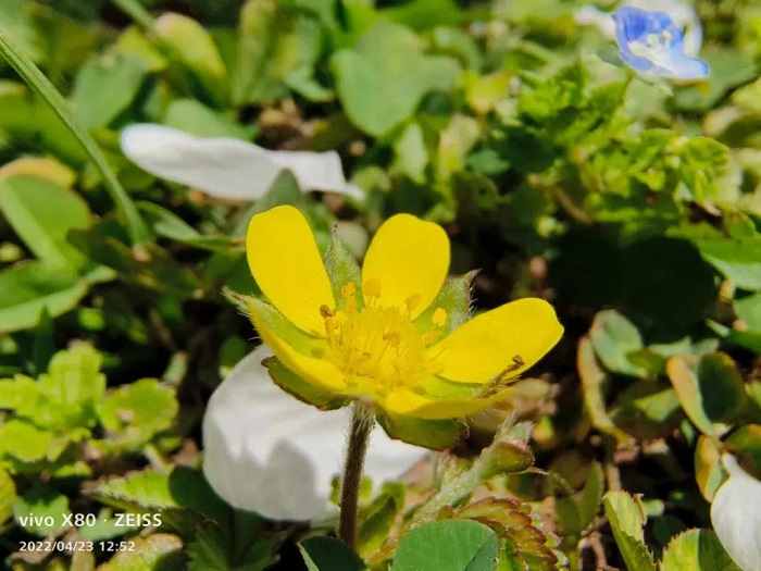 Đánh giá chi tiết Vivo X80