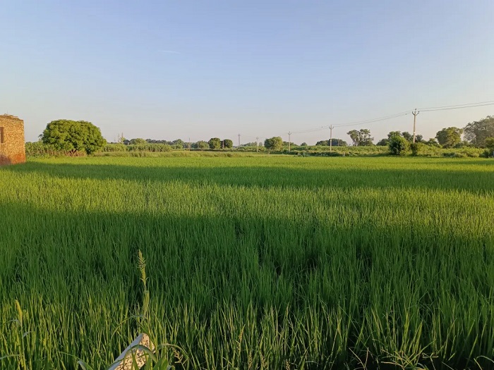 nâng cấp của Vivo V25 Pro