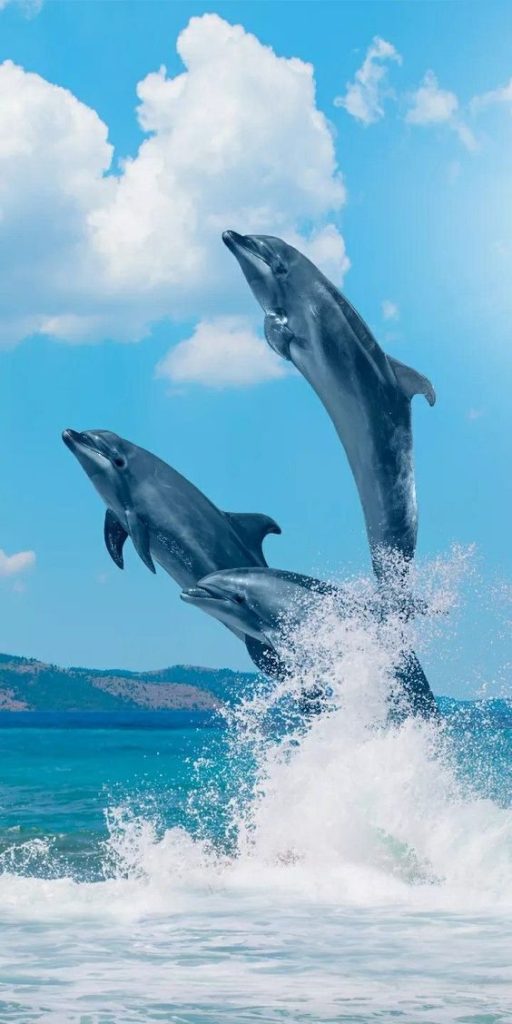 Hình nền khung cảnh 3 chú cá voi