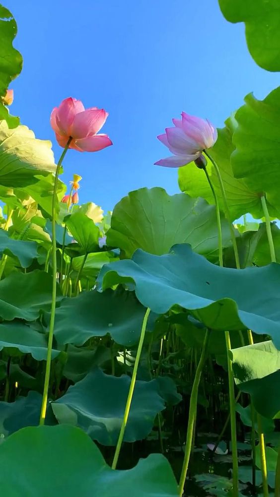 Hình nền khung cảnh một góc hồ sen bình yên giữa trưa hè