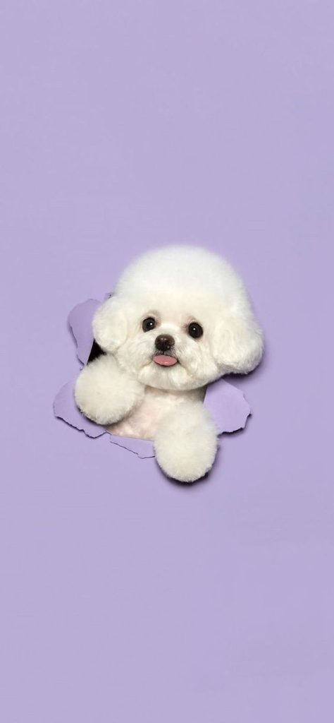 Hình ảnh chú cún Poodle trắng vô cùng đáng yêu