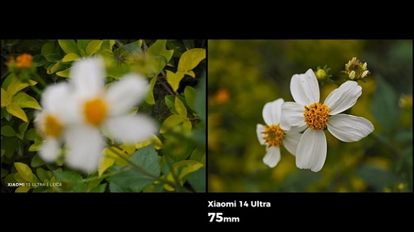 A close up of a flower

Description automatically generated