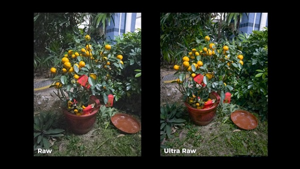 A plant with fruit in a pot

Description automatically generated