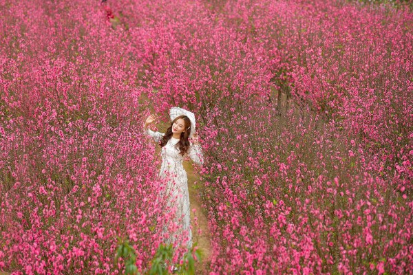 Nhật Tân vào mùa Tết được biết đến với những vườn hoa đào nở rộ