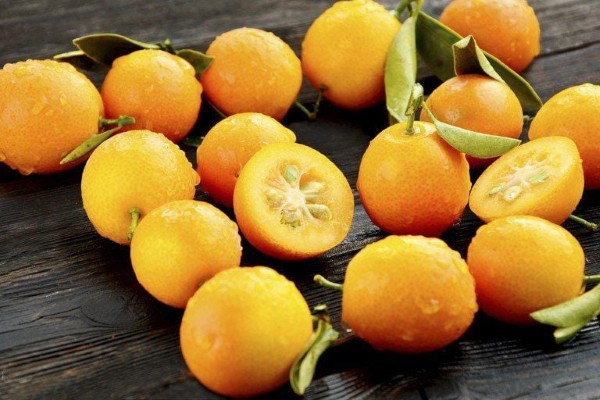 Chọn những quả tắc chín mọng