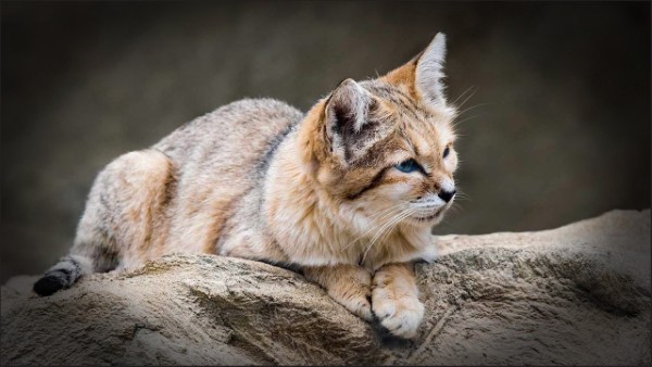 Viền ảnh xung quanh đối tượng chính đã được làm mờ